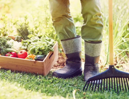 Gartenarbeit im Februar – So bereiten Sie Ihren Garten auf den Frühling vor!